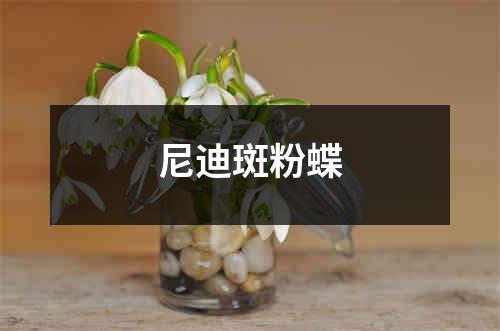 尼迪斑粉蝶