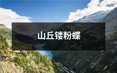 山丘镂粉蝶