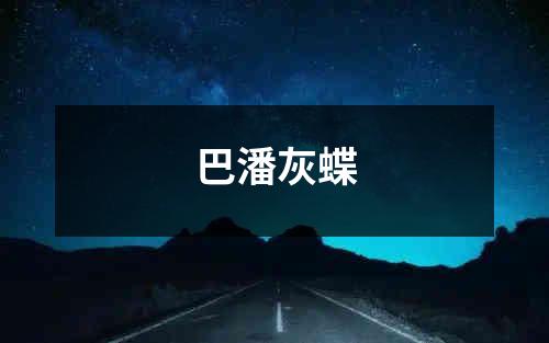 巴潘灰蝶