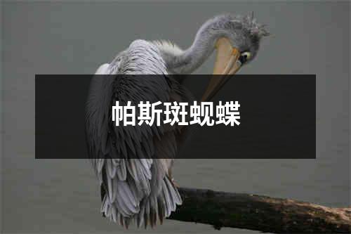 帕斯斑蚬蝶