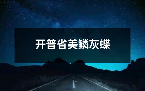 开普省美鳞灰蝶