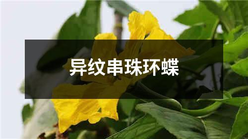 异纹串珠环蝶