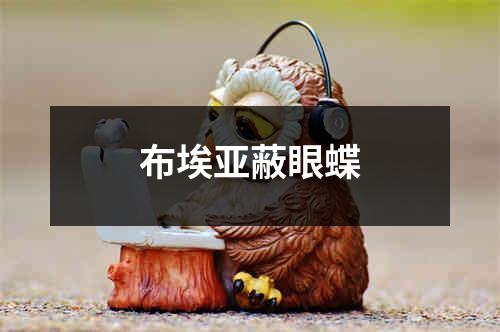 布埃亚蔽眼蝶