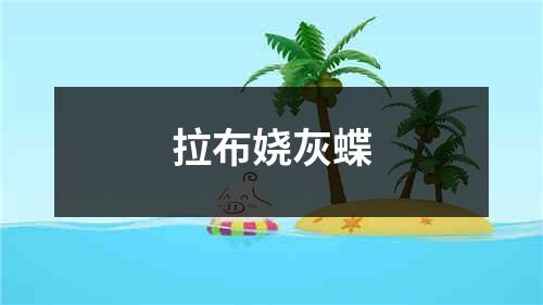 拉布娆灰蝶