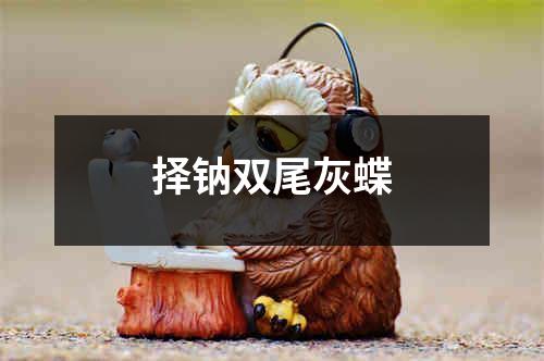 择钠双尾灰蝶