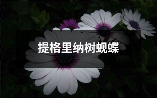 提格里纳树蚬蝶