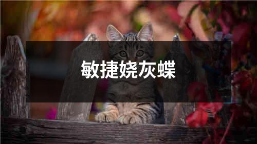 敏捷娆灰蝶