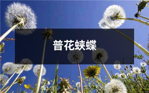 普花蛱蝶