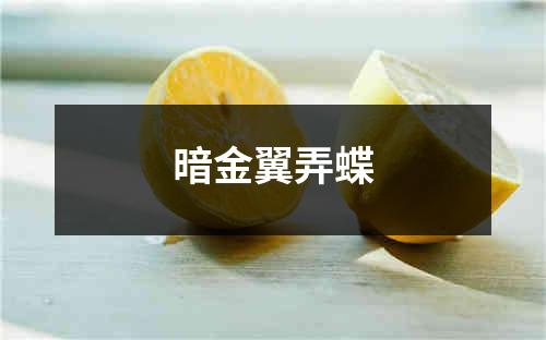 暗金翼弄蝶