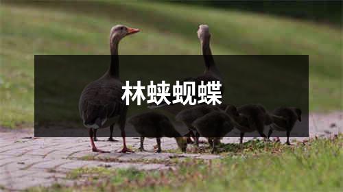 林蛱蚬蝶