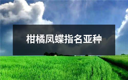 柑橘凤蝶指名亚种