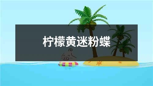 柠檬黄迷粉蝶