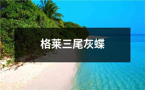 格莱三尾灰蝶