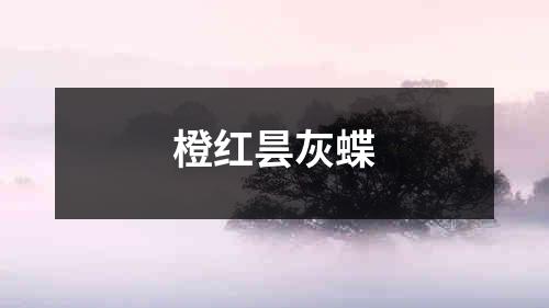 橙红昙灰蝶