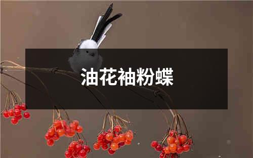 油花袖粉蝶