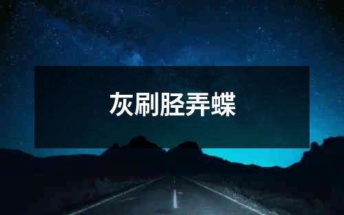 灰刷胫弄蝶