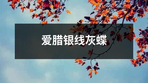 爱腊银线灰蝶