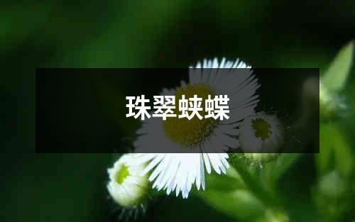 珠翠蛱蝶