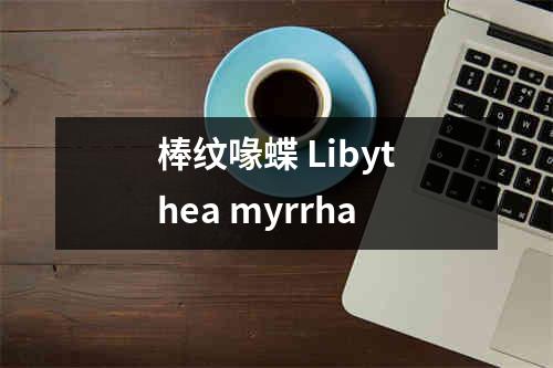 棒纹喙蝶 Libythea myrrha