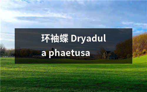 环袖蝶 Dryadula phaetusa