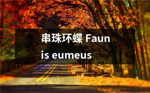 串珠环蝶 Faunis eumeus