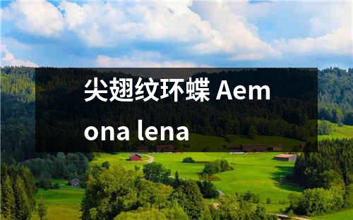 尖翅纹环蝶 Aemona lena