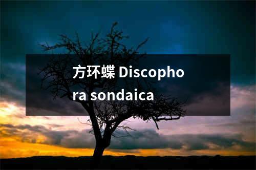 方环蝶 Discophora sondaica