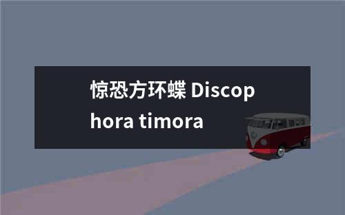 惊恐方环蝶 Discophora timora