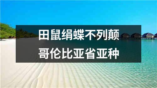 田鼠绢蝶不列颠哥伦比亚省亚种