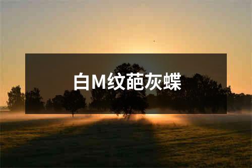 白M纹葩灰蝶