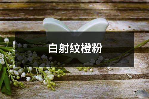 白射纹橙粉