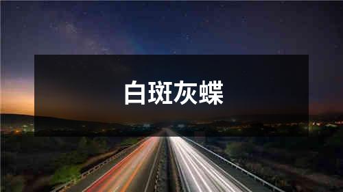 白斑灰蝶