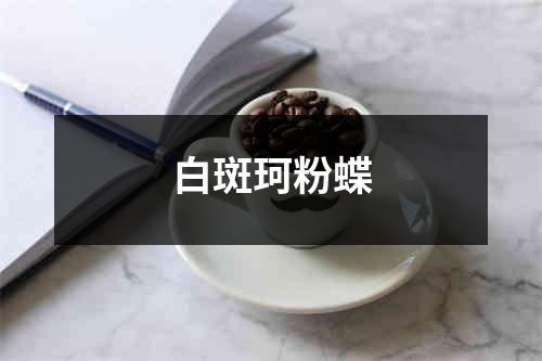 白斑珂粉蝶