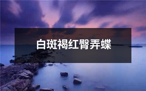 白斑褐红臀弄蝶