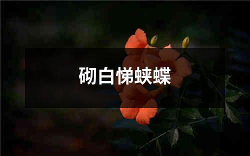 砌白悌蛱蝶