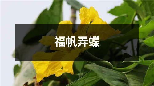 福帆弄蝶