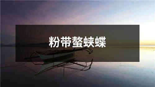 粉带螯蛱蝶