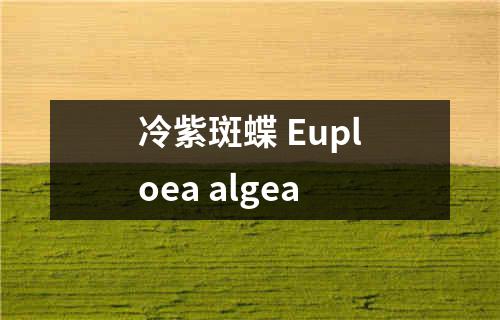 冷紫斑蝶 Euploea algea