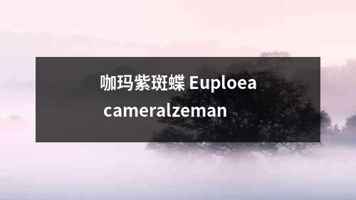 咖玛紫斑蝶 Euploea cameralzeman