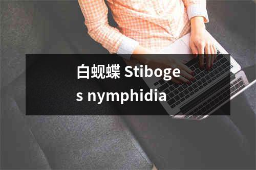 白蚬蝶 Stiboges nymphidia