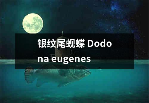 银纹尾蚬蝶 Dodona eugenes