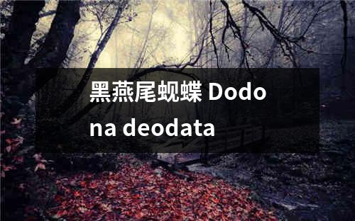 黑燕尾蚬蝶 Dodona deodata