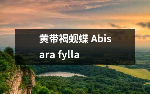 黄带褐蚬蝶 Abisara fylla