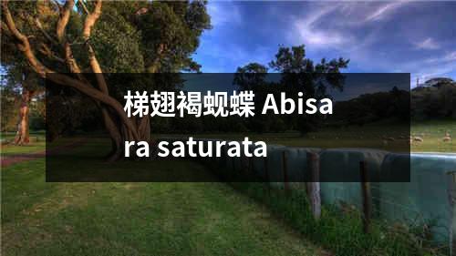 梯翅褐蚬蝶 Abisara saturata