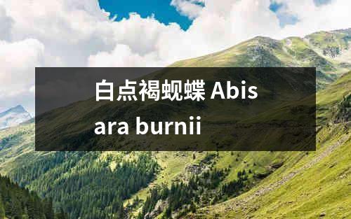 白点褐蚬蝶 Abisara burnii