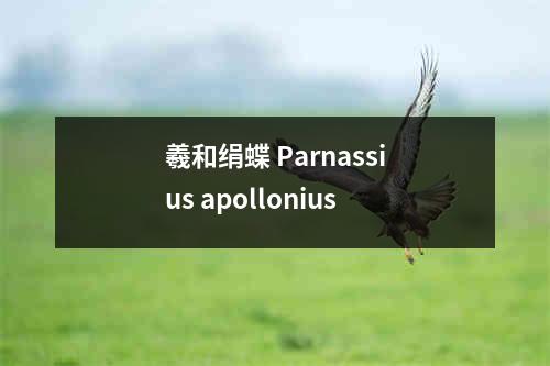 羲和绢蝶 Parnassius apollonius