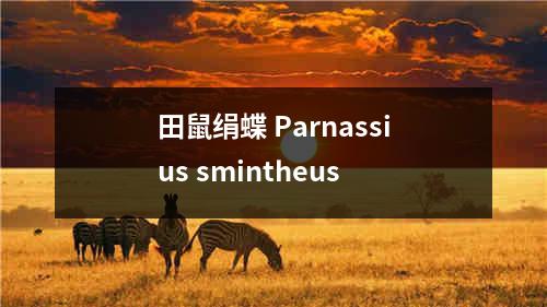 田鼠绢蝶 Parnassius smintheus