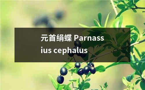 元首绢蝶 Parnassius cephalus