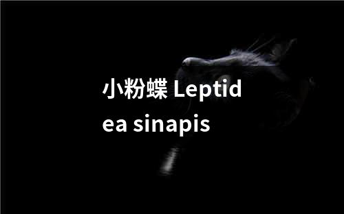 小粉蝶 Leptidea sinapis