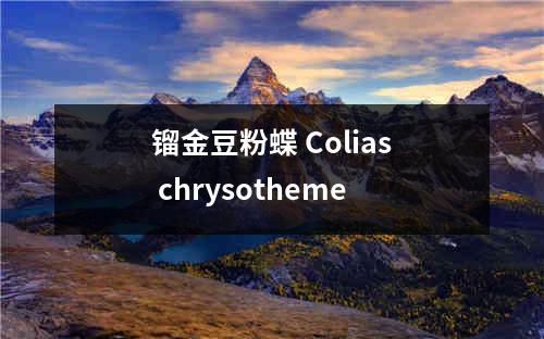 镏金豆粉蝶 Colias chrysotheme